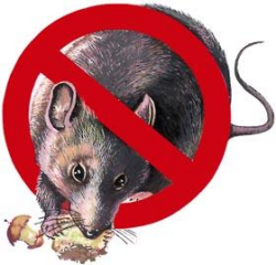 desratizacion - controlde ratas y ratones, plagas en Santiago