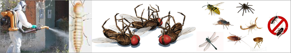 Desinsectaci&oacute;n - control de insectos en Chile