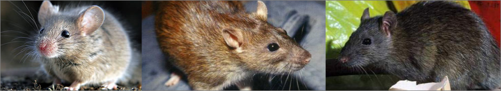 desratizacion - controlde ratas y ratones, plagas